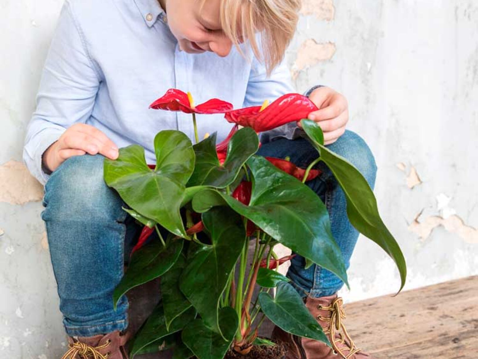 Anthurium