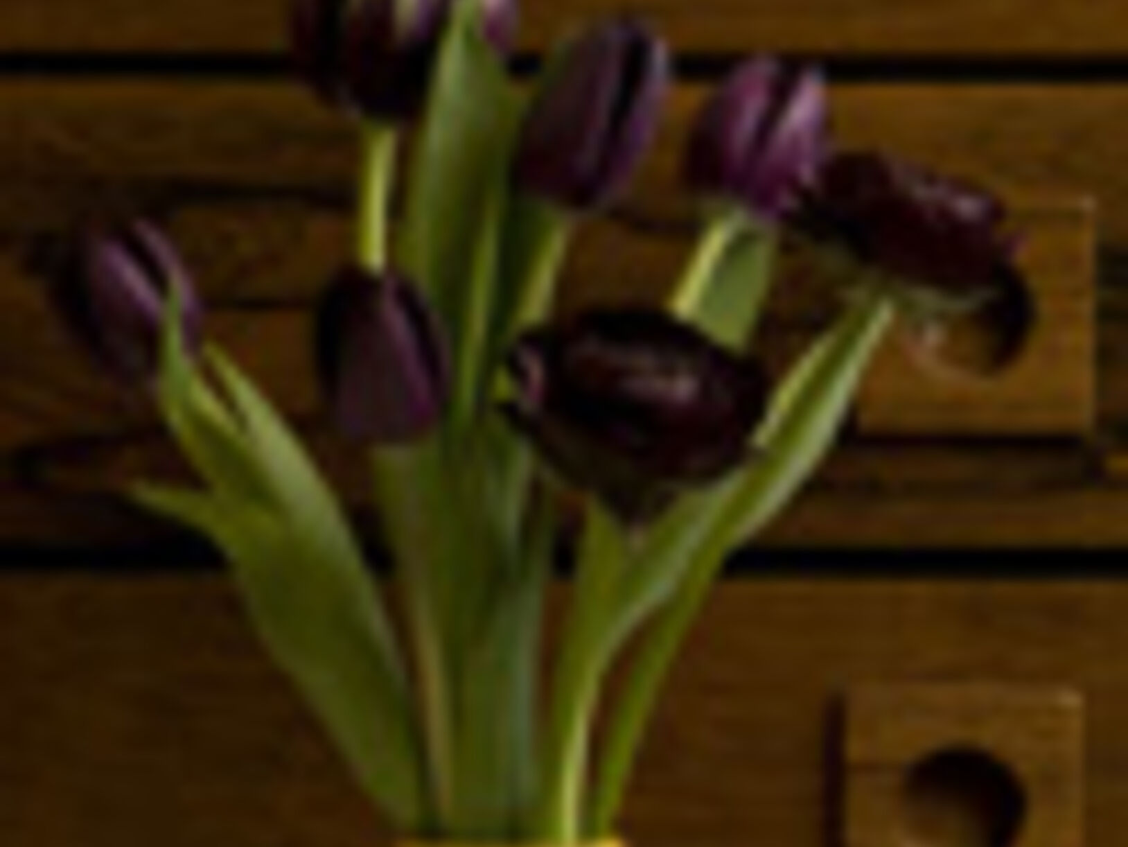 Tulpentijd