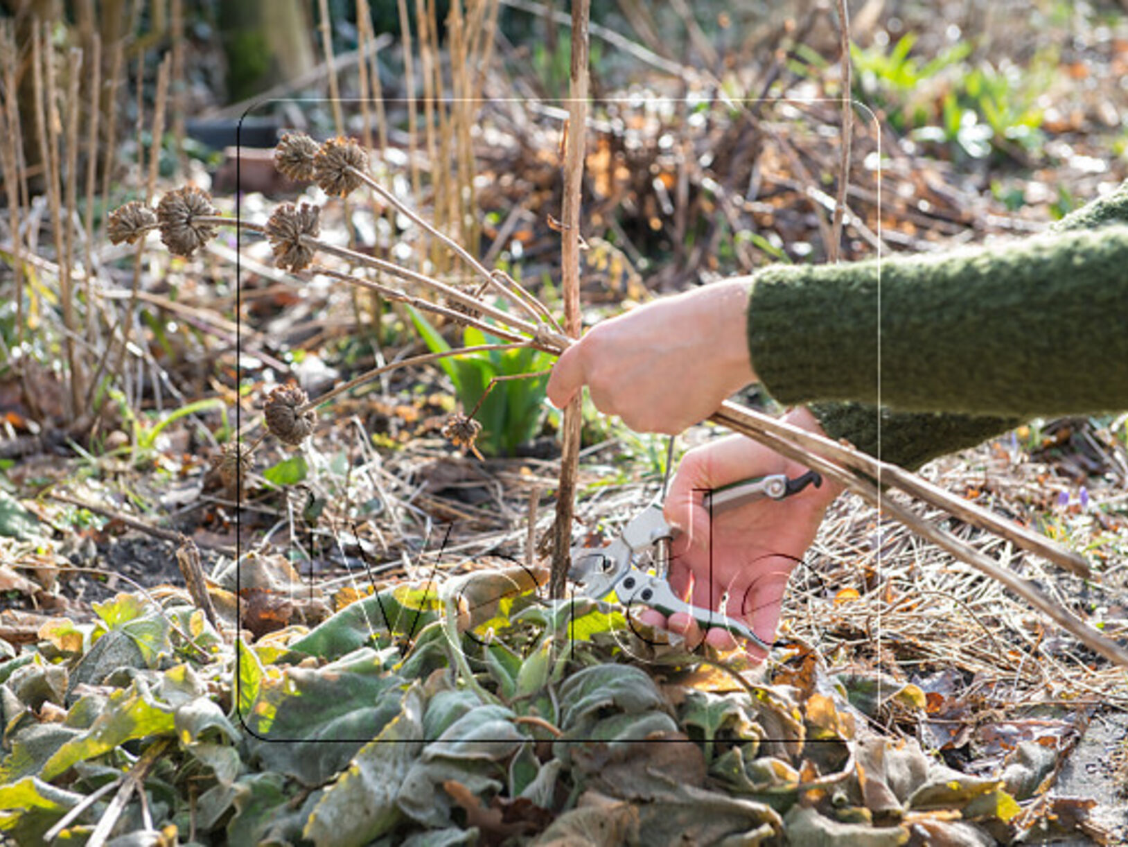 Vaste plantenborder