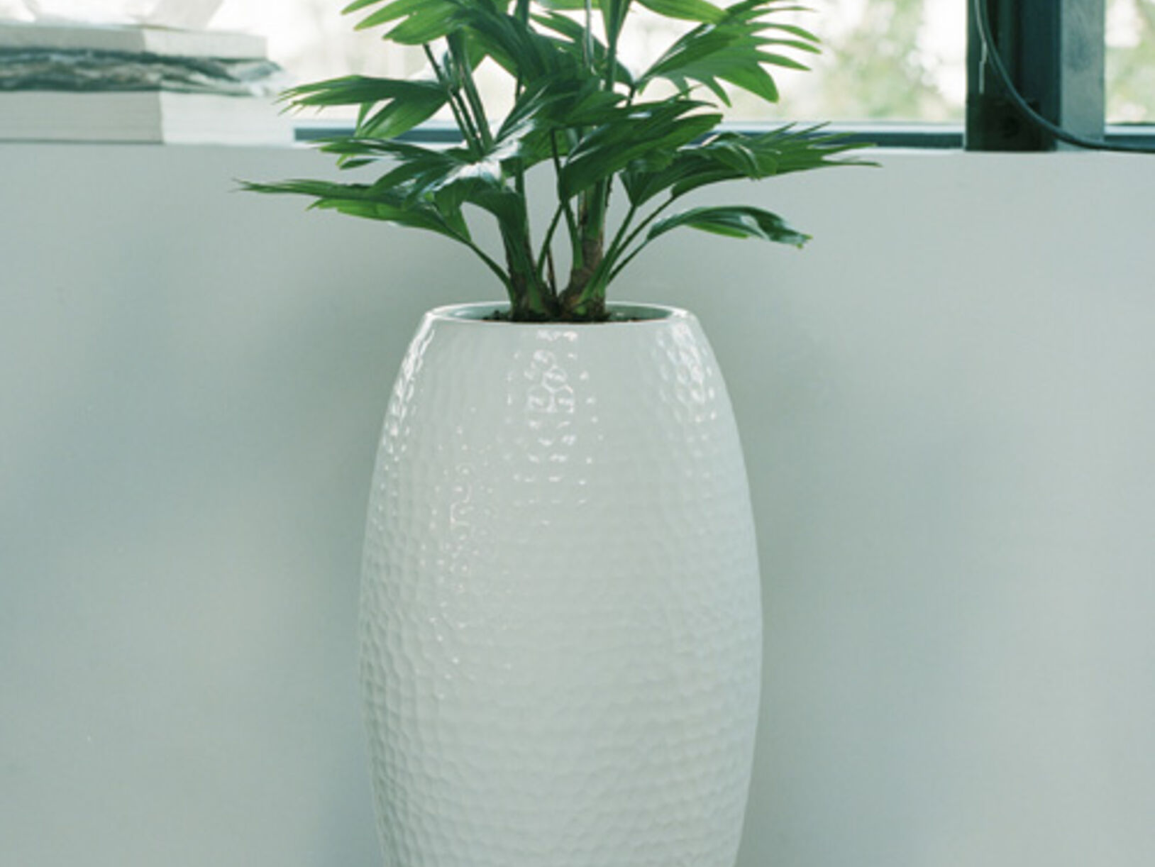 Livistona palm