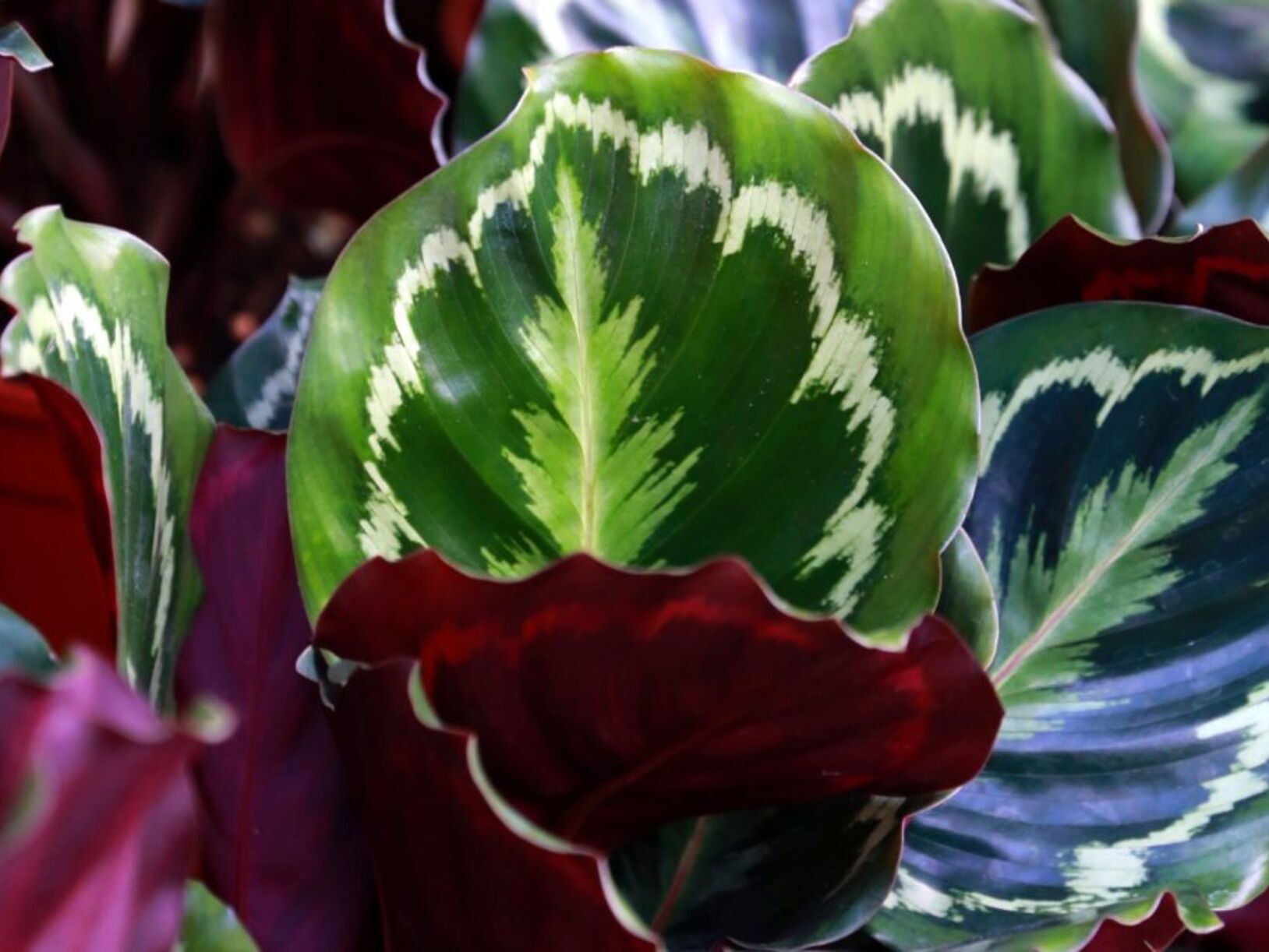Calathea problemen