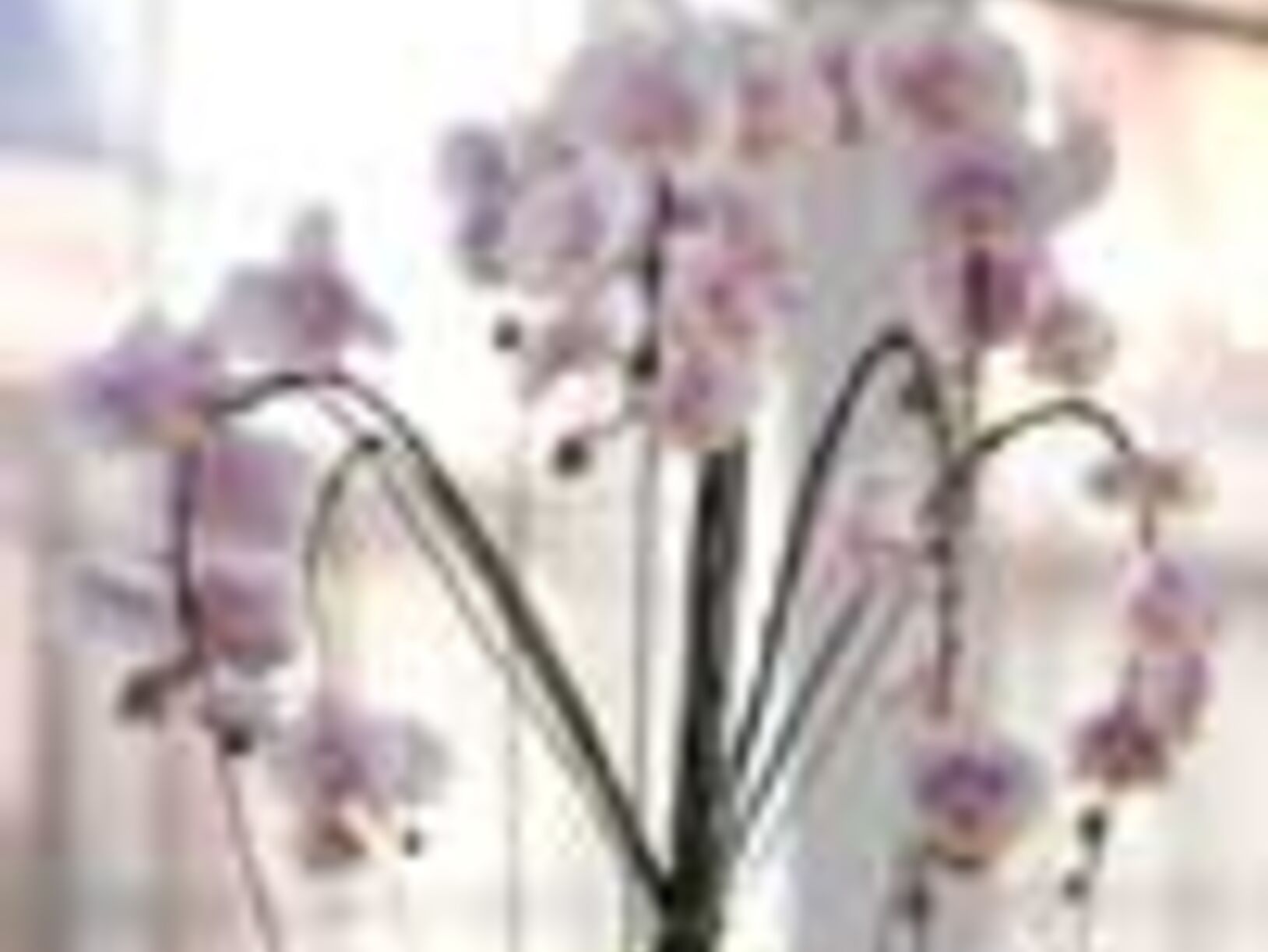 Orchidee