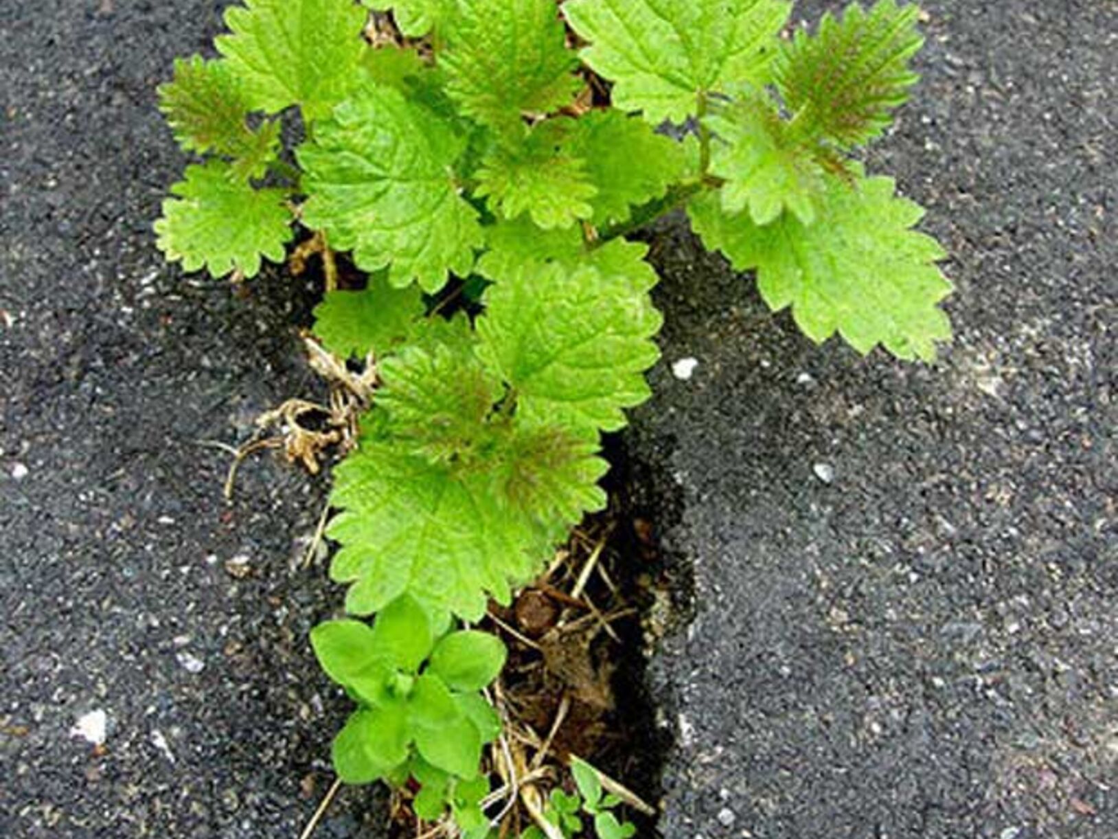 Tuintips
