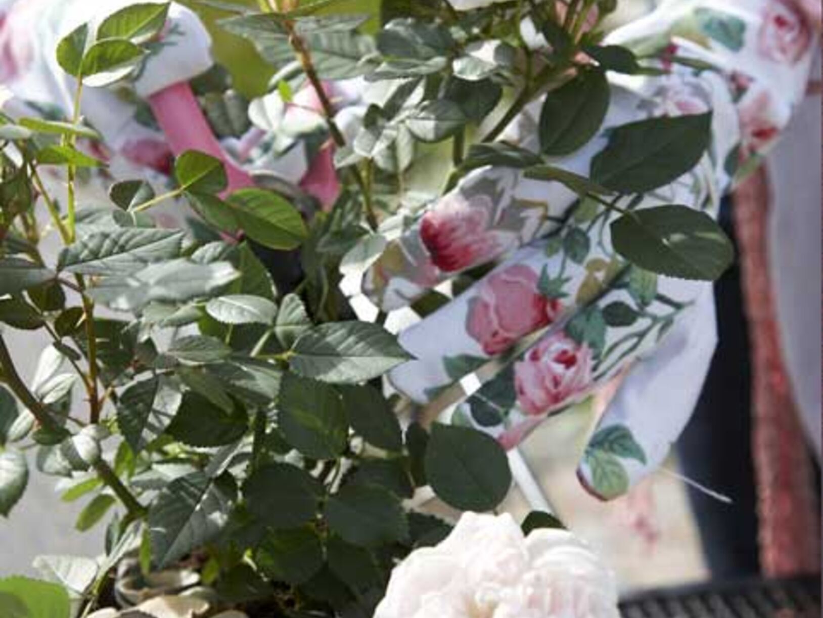 Trendy rozen