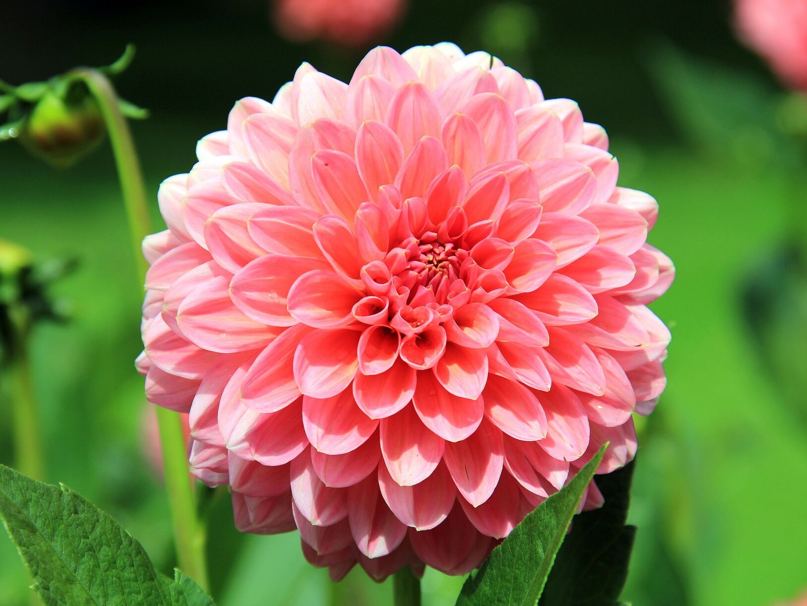 Zonder te veel moeite je tuin opfleuren
