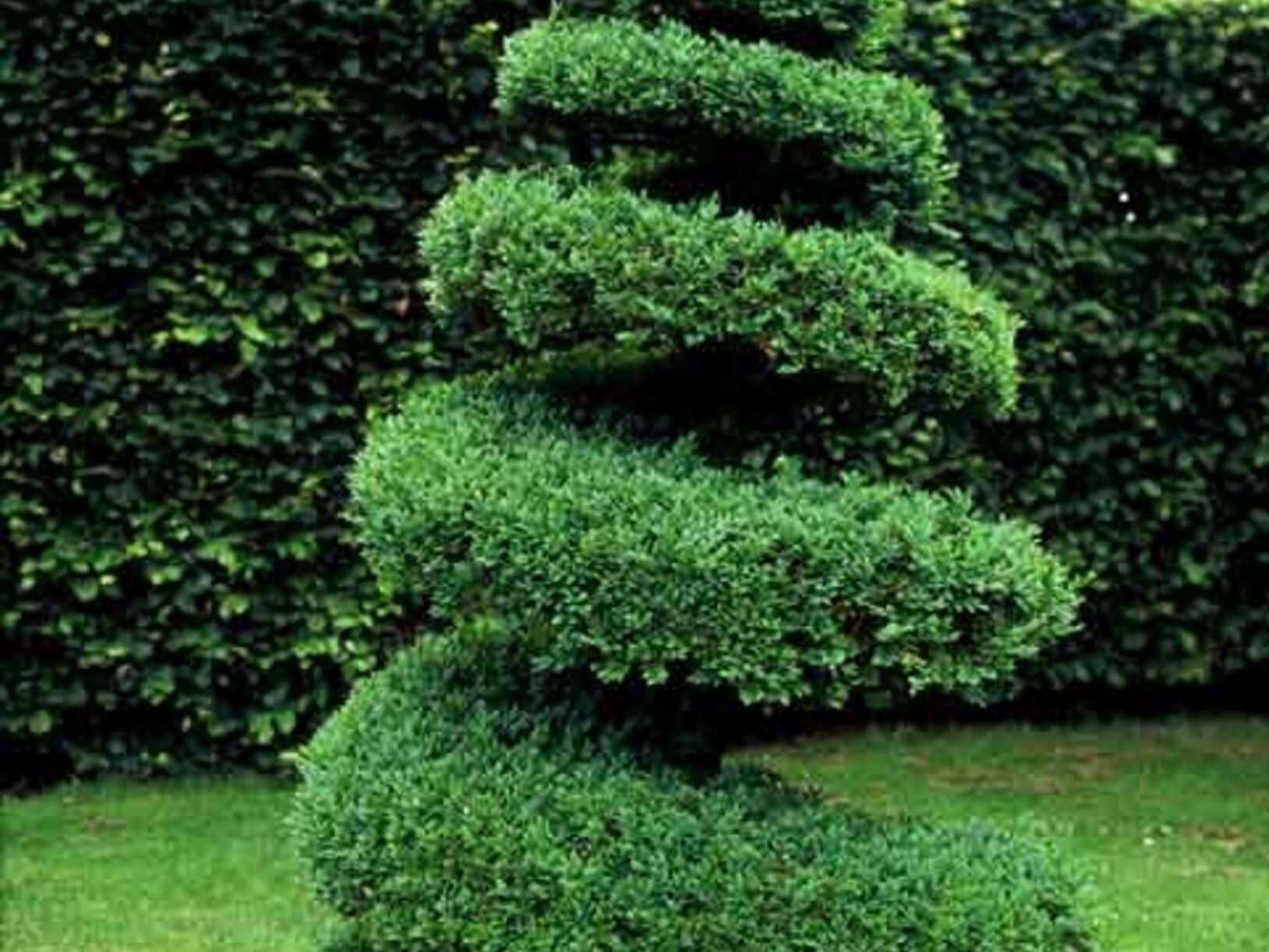 Buxus en Taxus