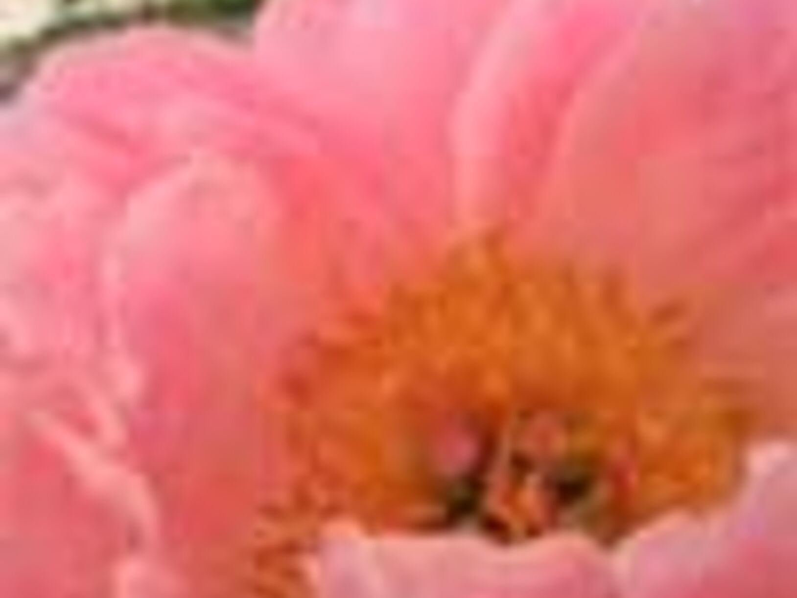Rozen bij Appeltern