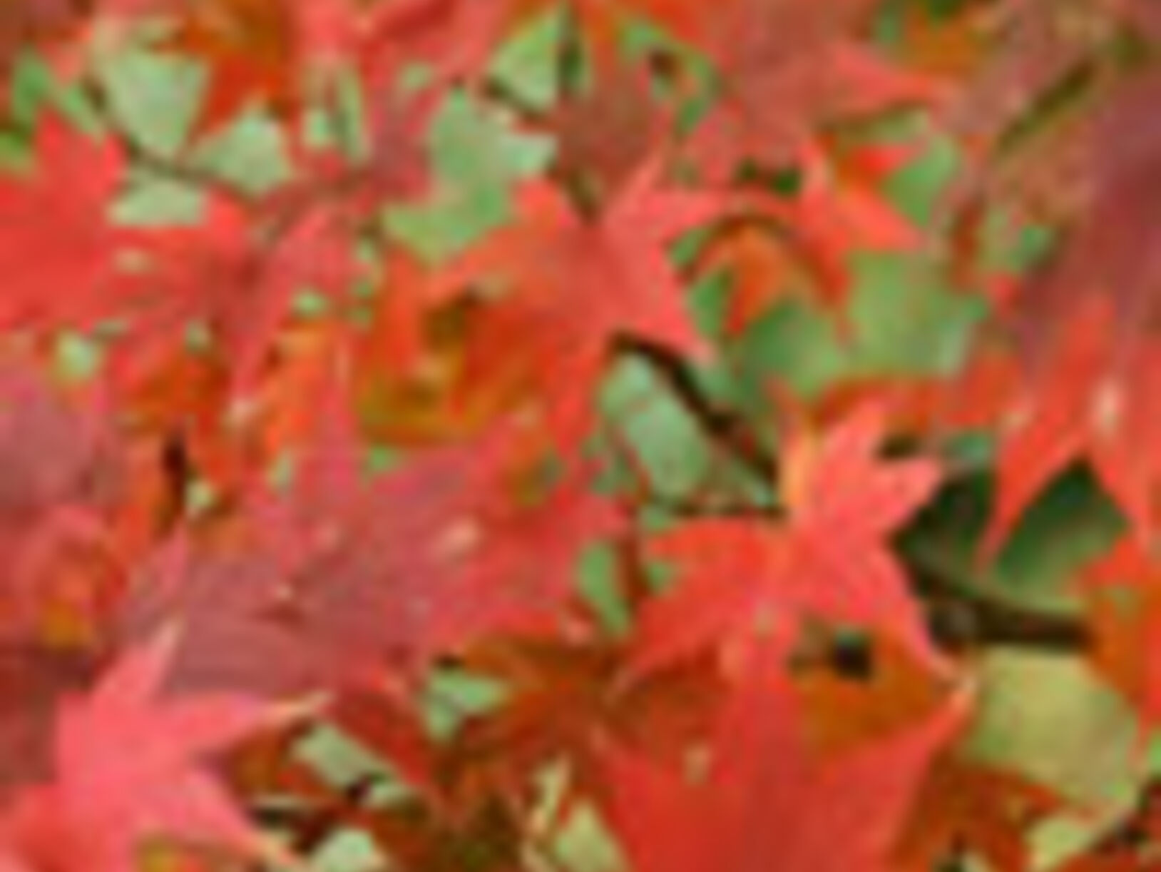 Tuintips oktober