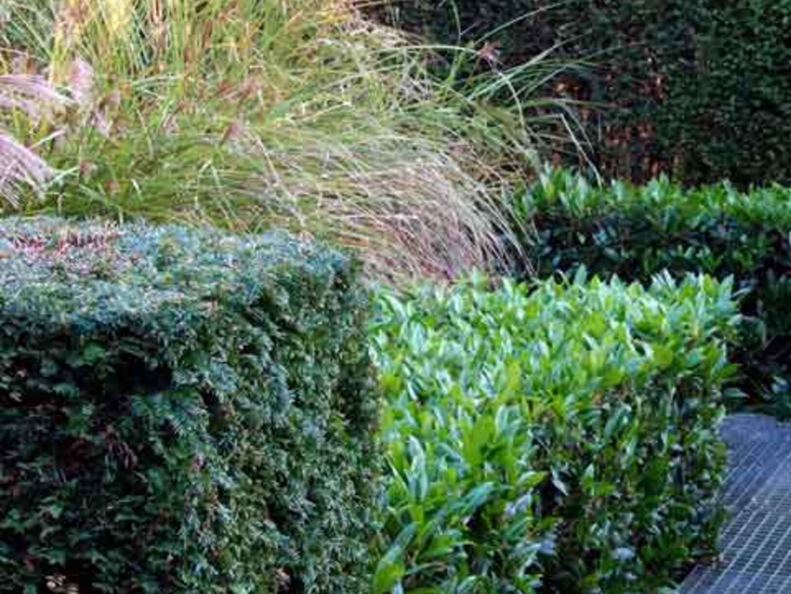 Groene planten