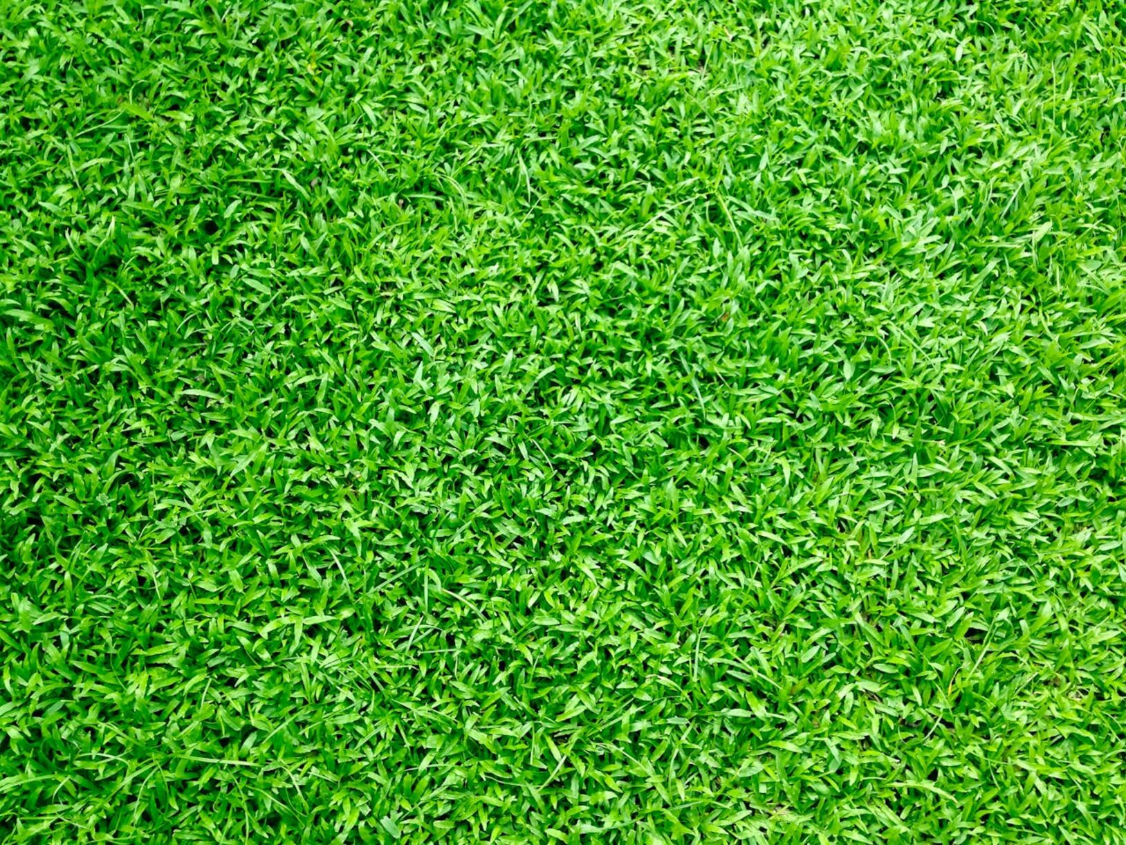 Met deze 3 tips maak je jouw tuin groener dan bij de buren