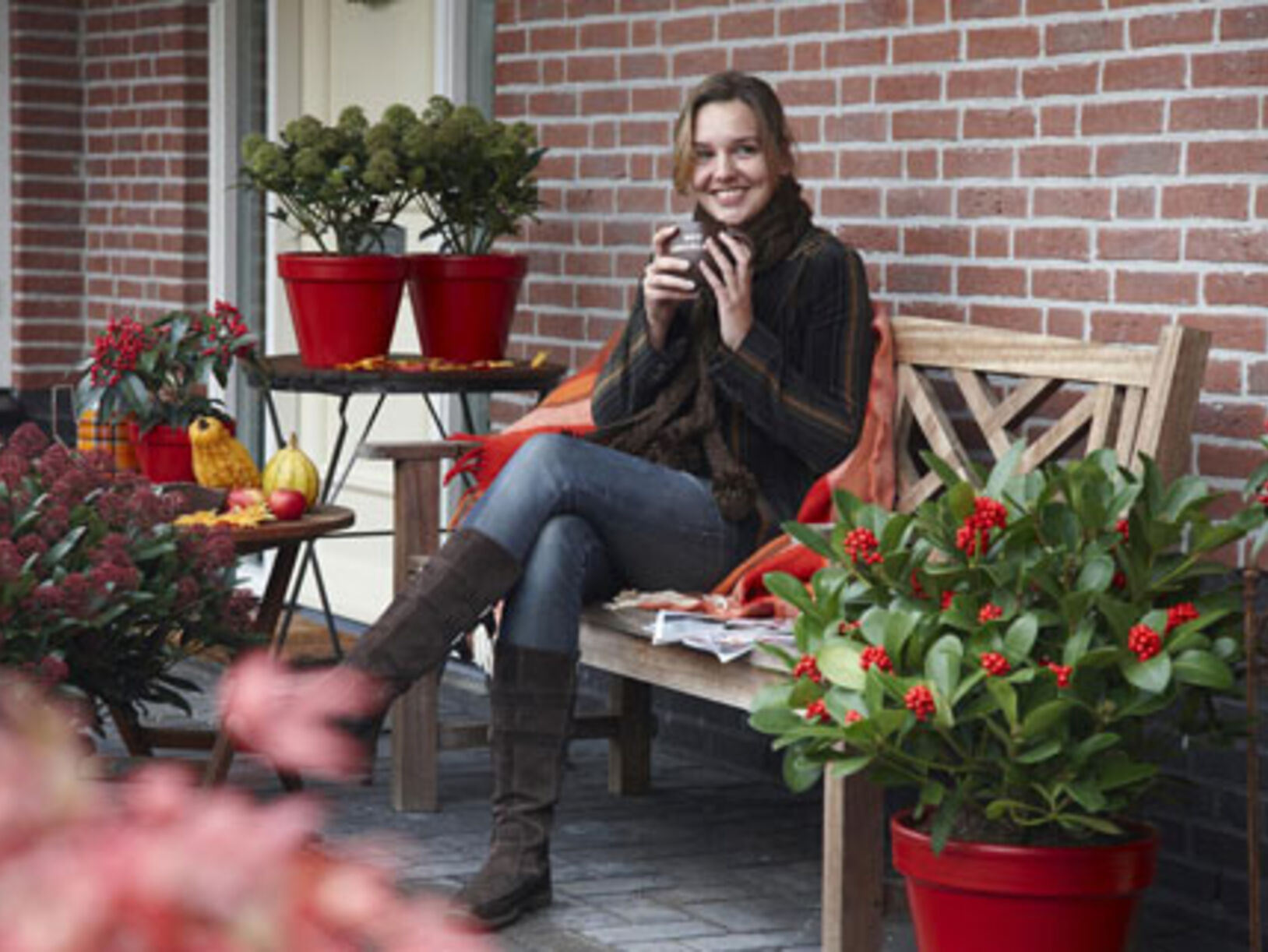 Skimmia's op het winterras