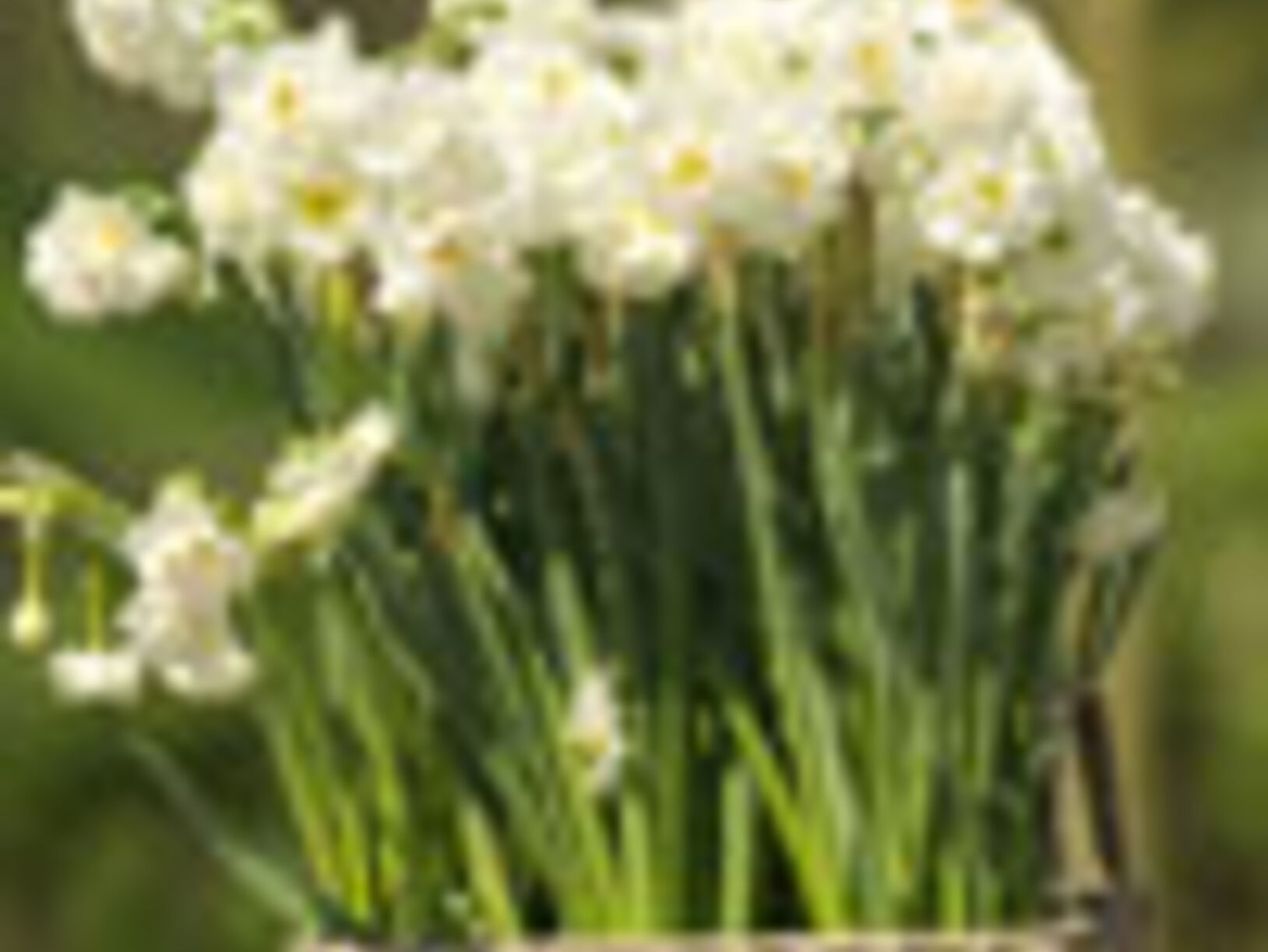 Geurende Narcis