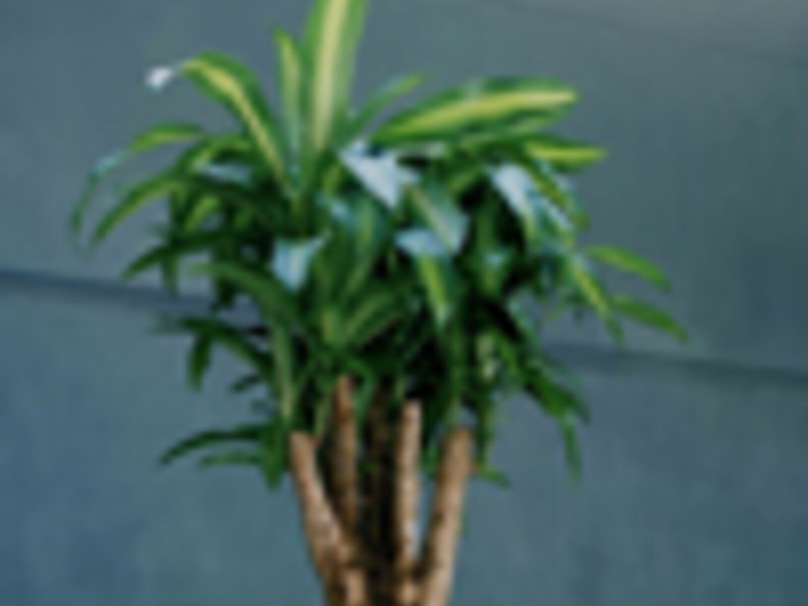 dracaena fragrans