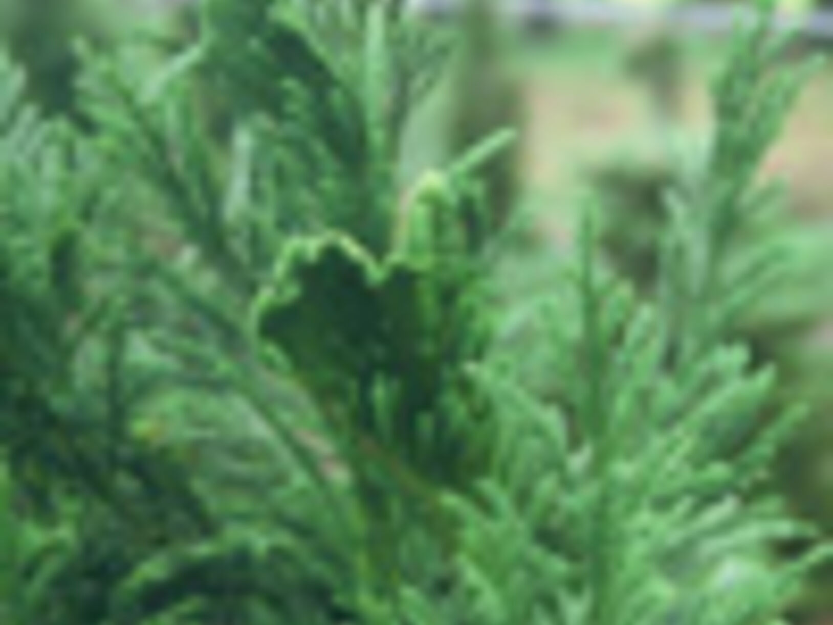 de tuin