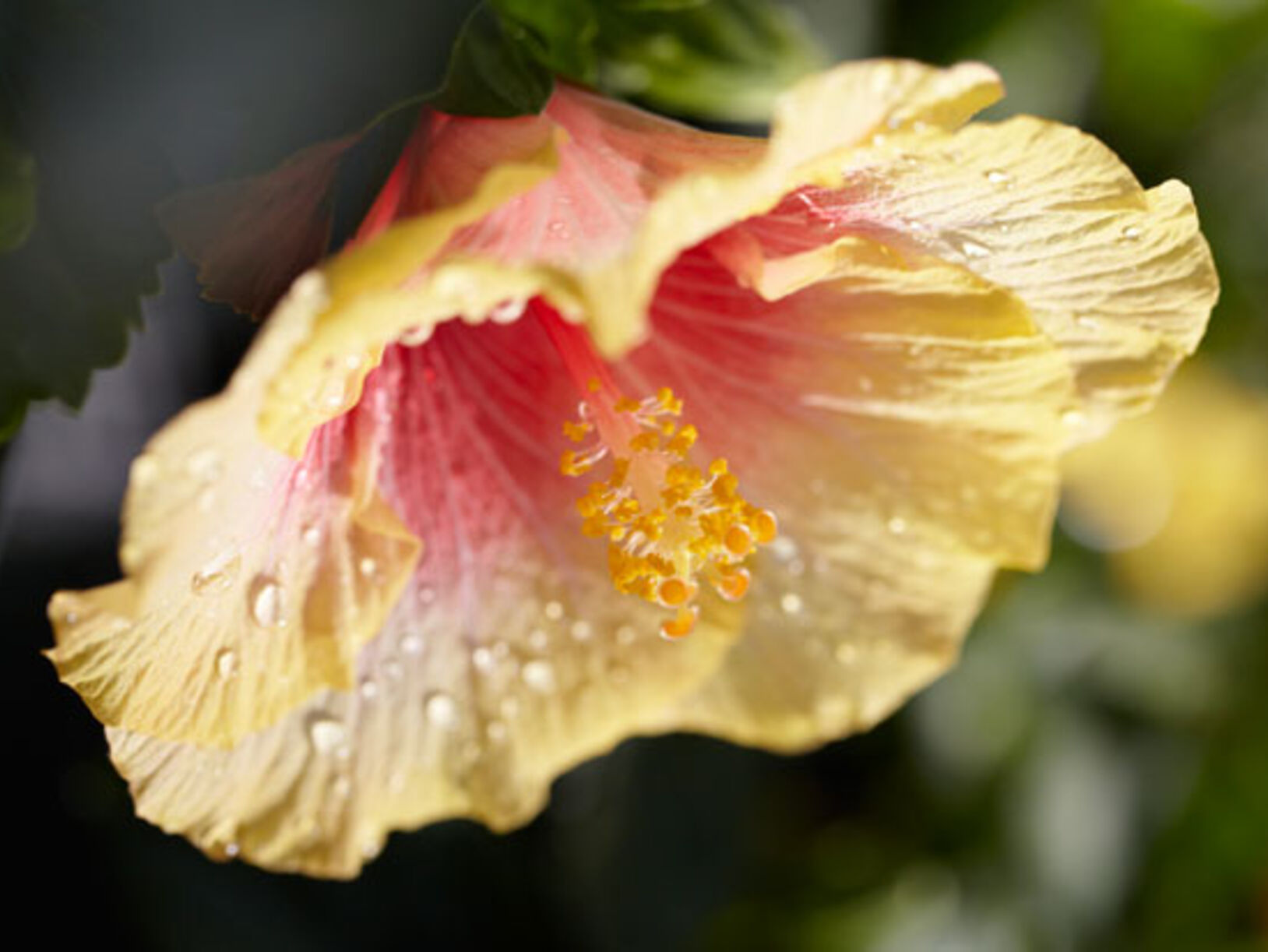 Bloem van de maand juli