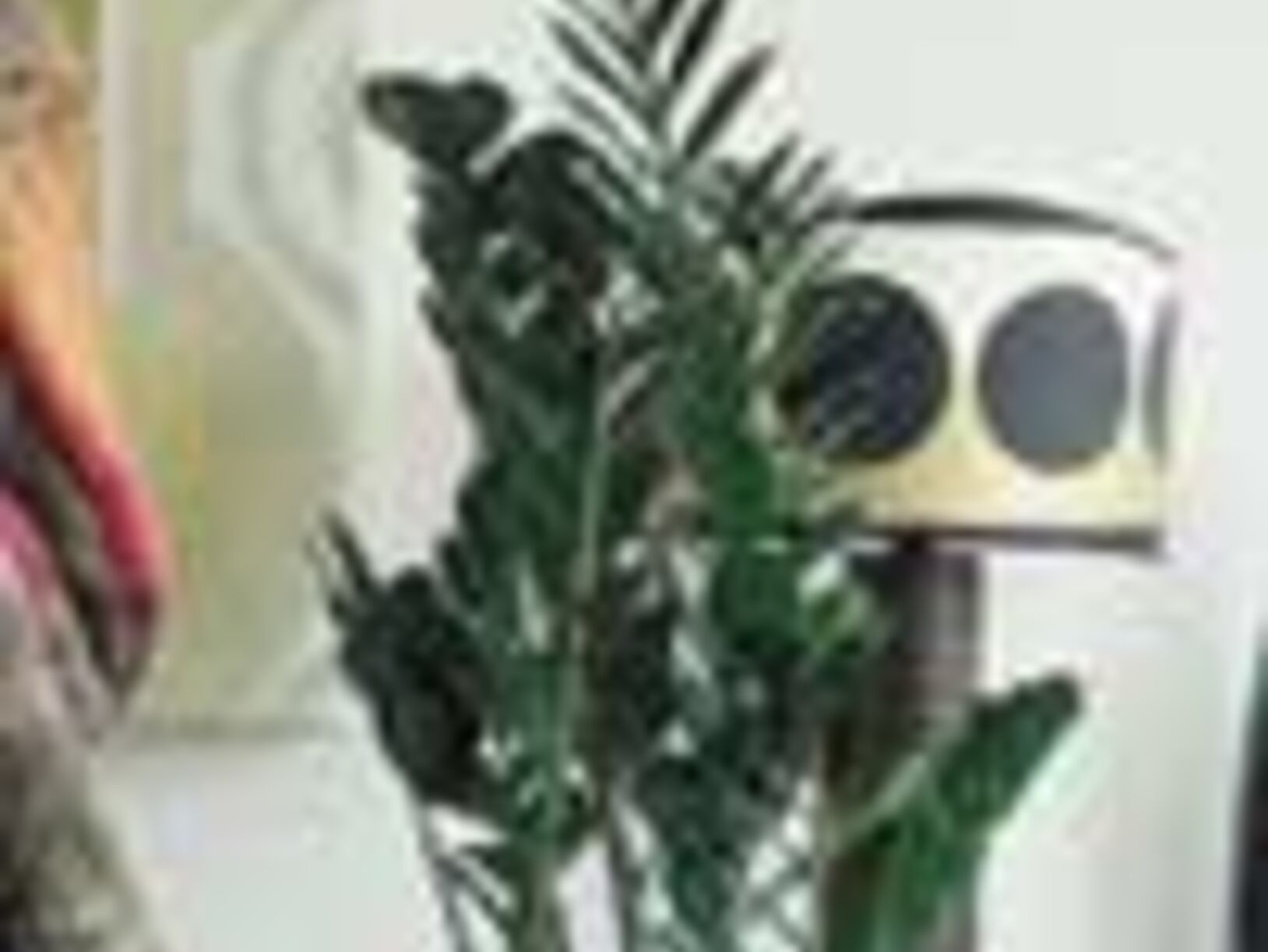 Zamioculcas