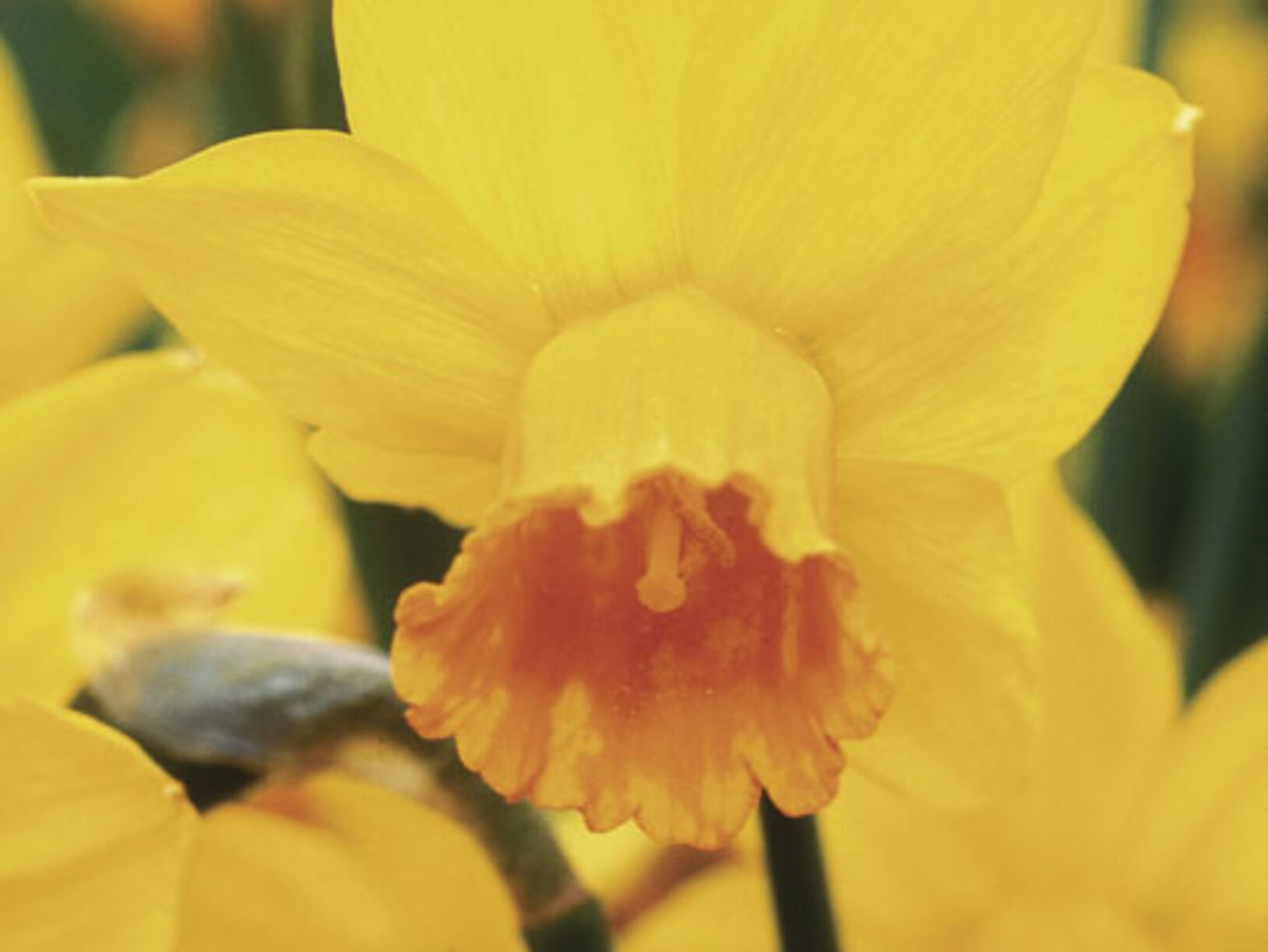 Plant nu bloemenzee