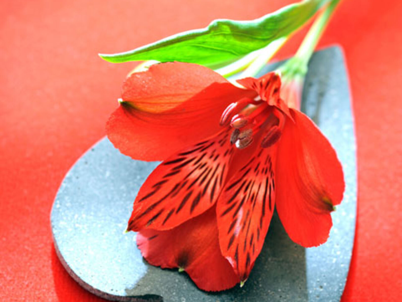 Alstroemeria
