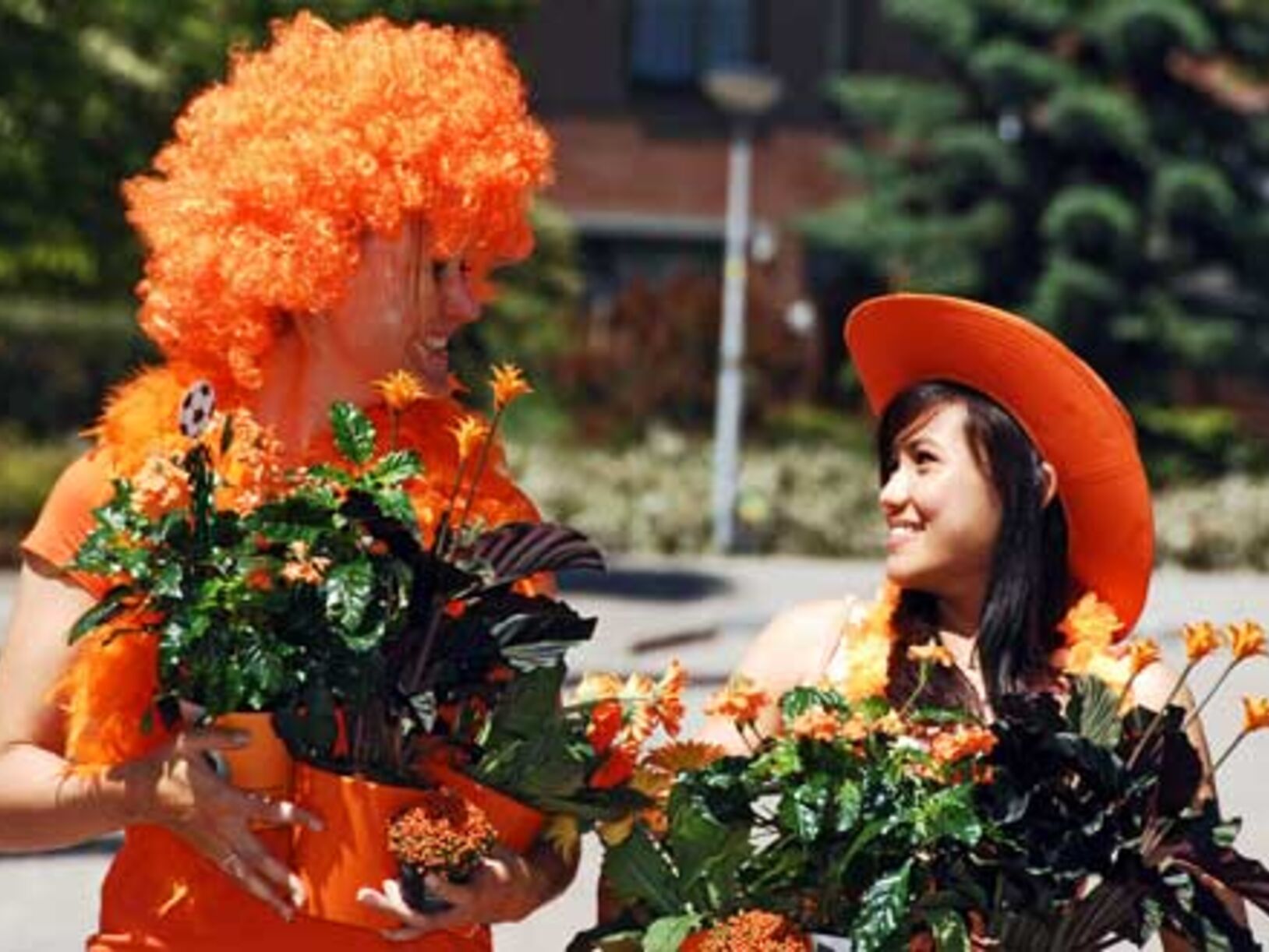oranje kamerplanten