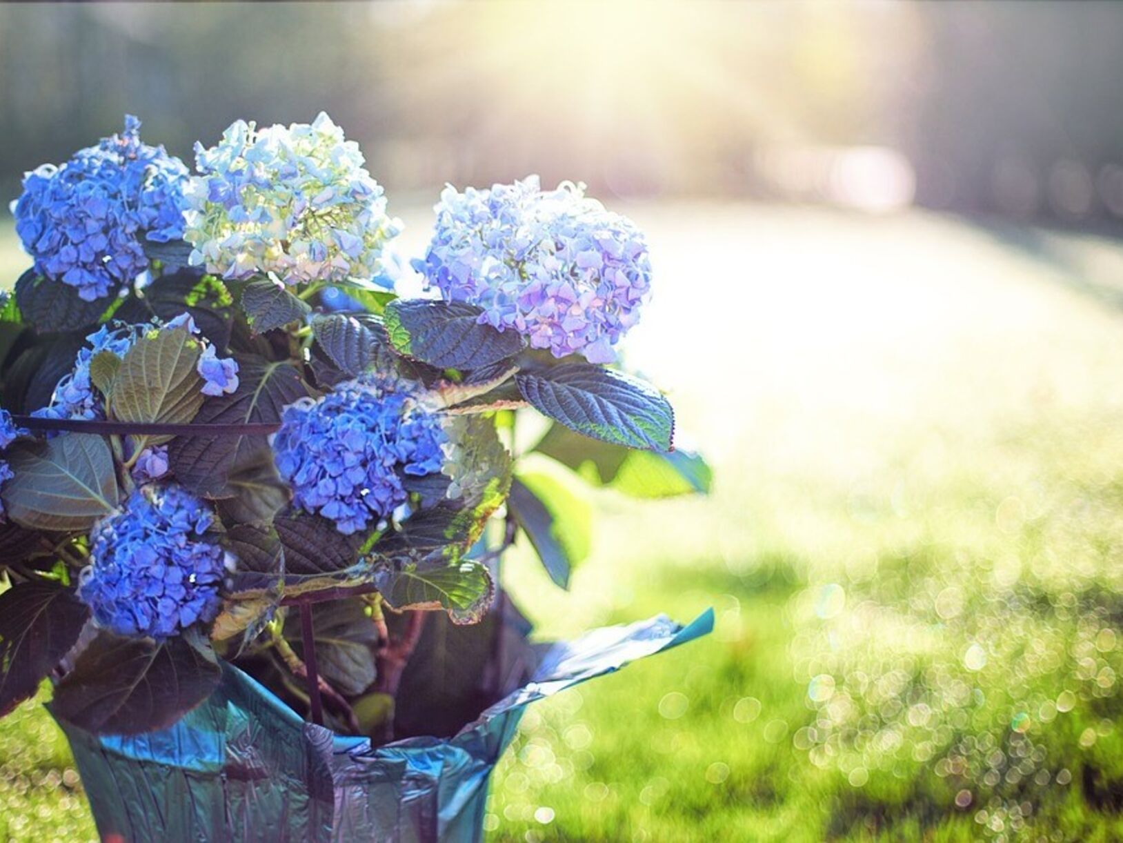 Planten in bloempotten