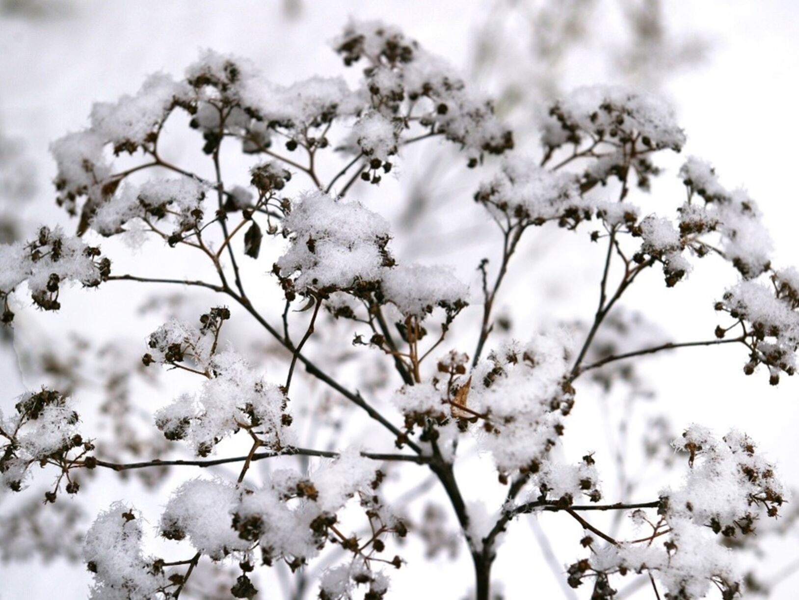 Is jouw tuin al winterklaar?