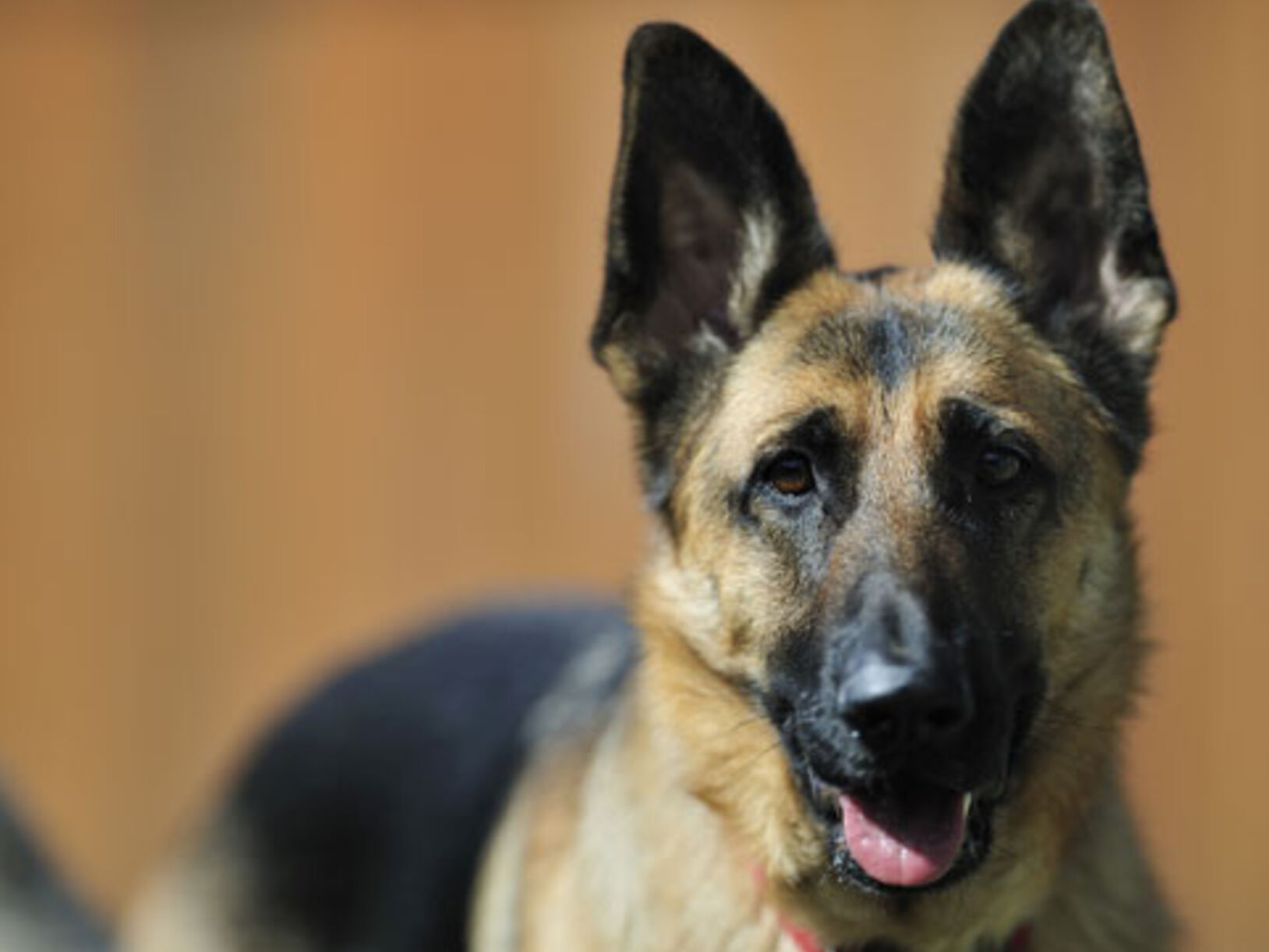 Surveillance met honden