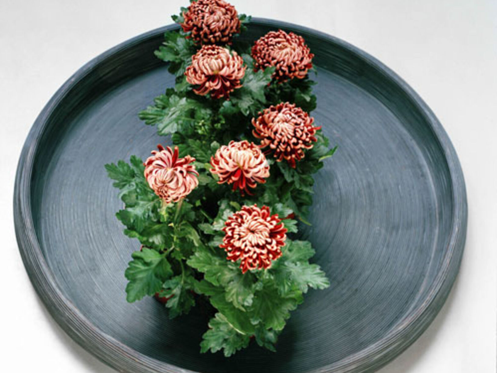 Woonplant van september