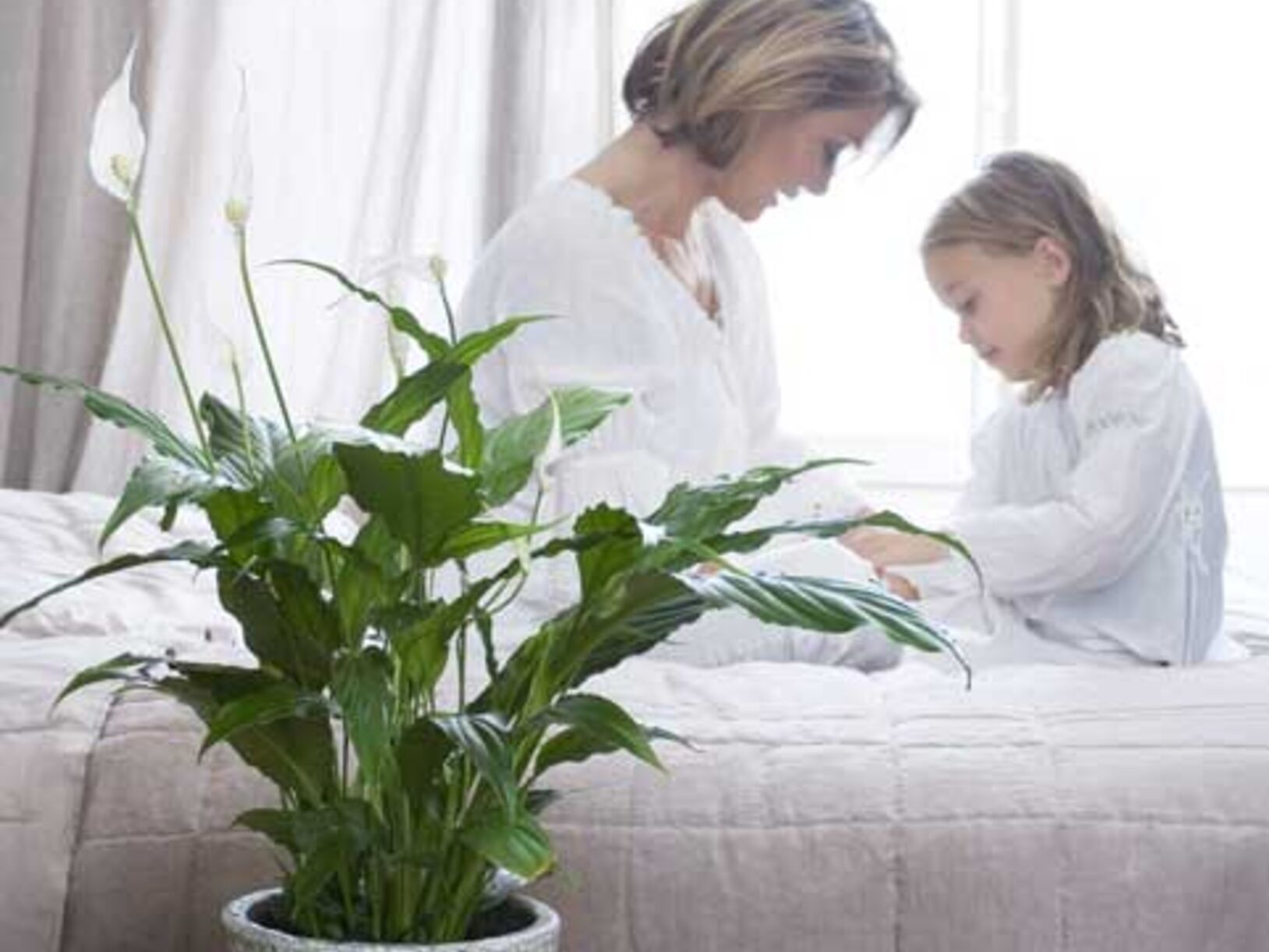 Kamerplanten
