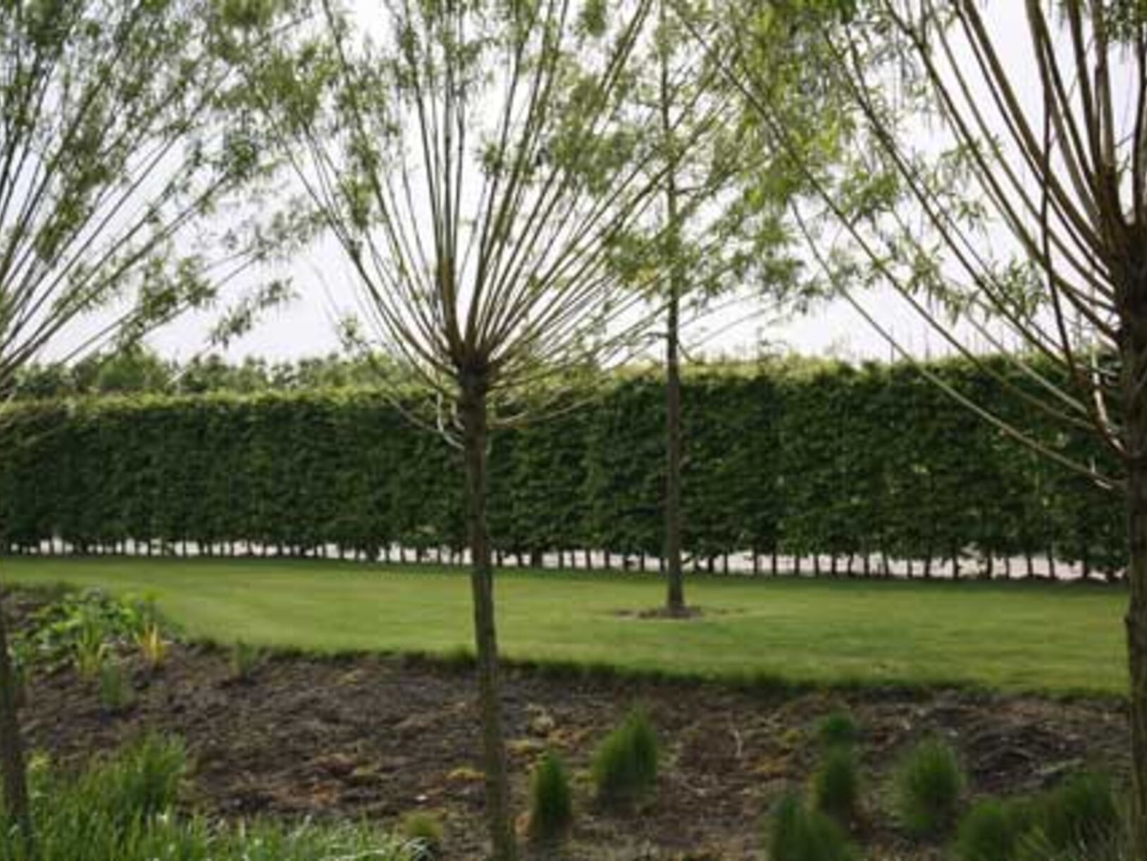 Quick-Hedge