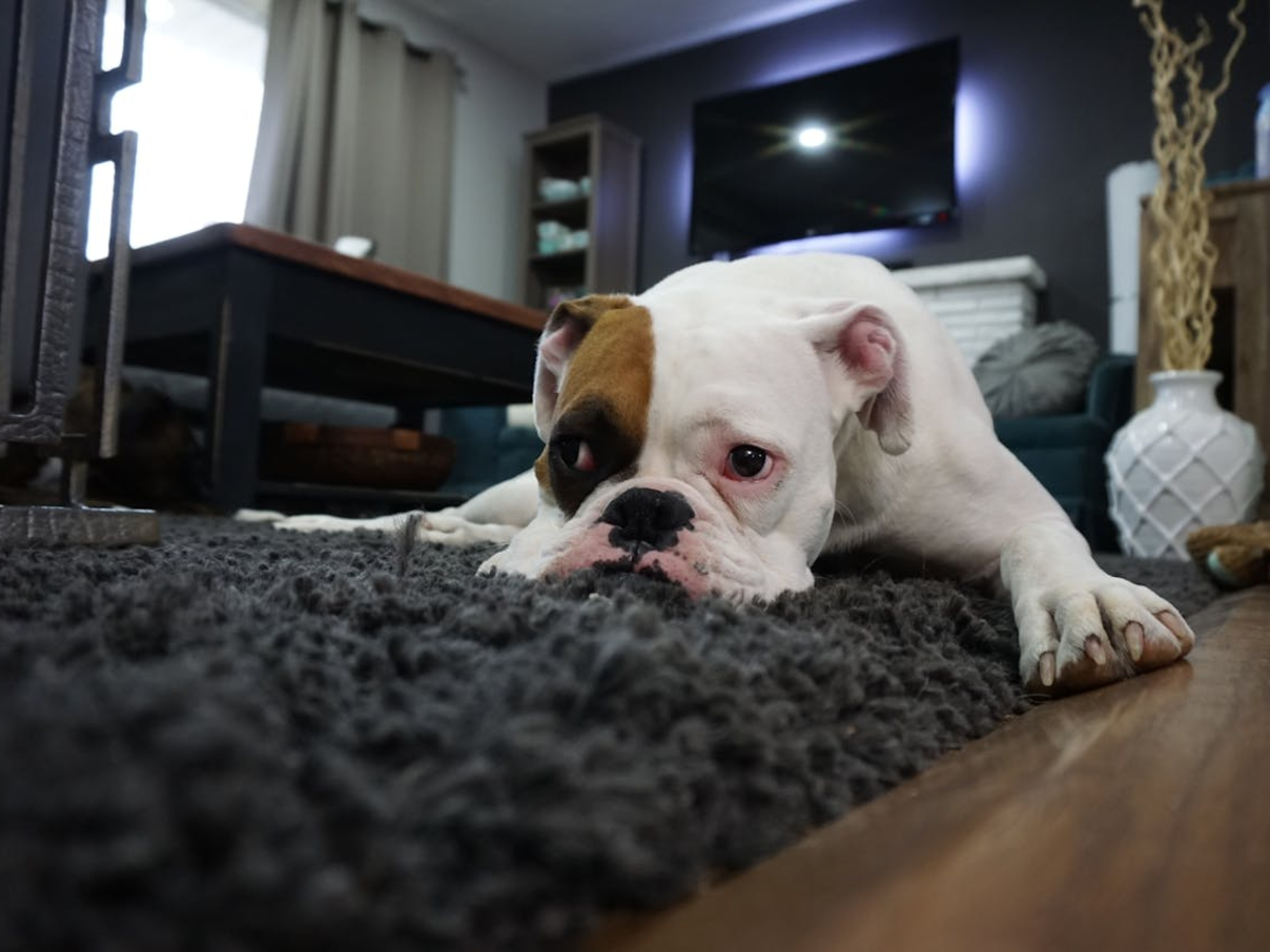Vloerkleden als sfeervolle toevoeging aan je interieur