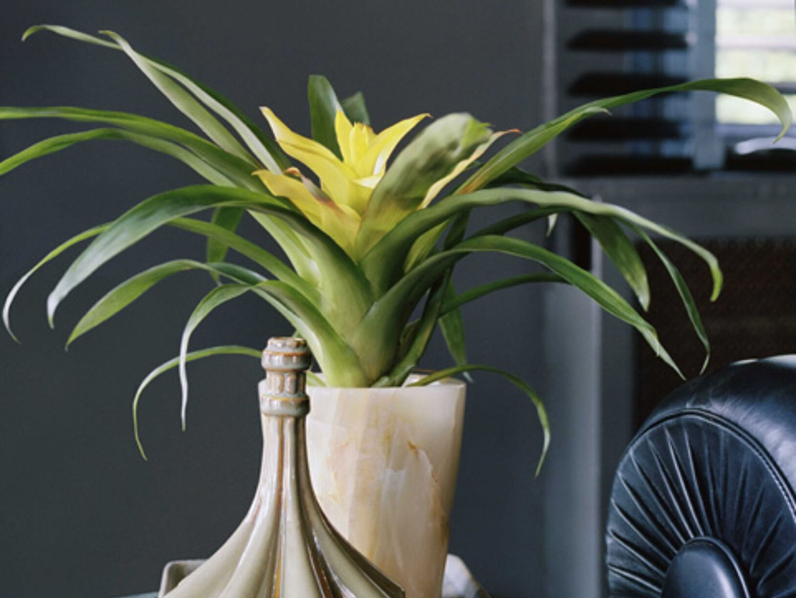 Guzmania