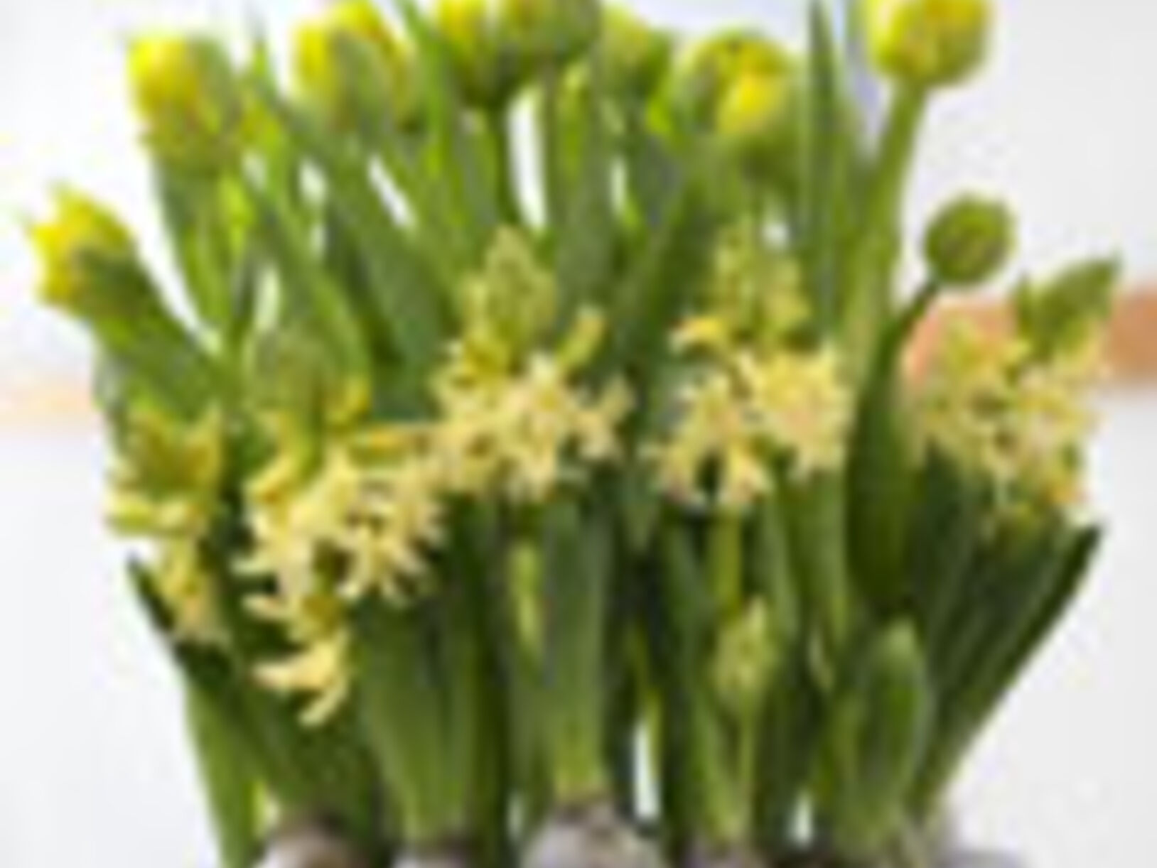 Haal de lente in huis