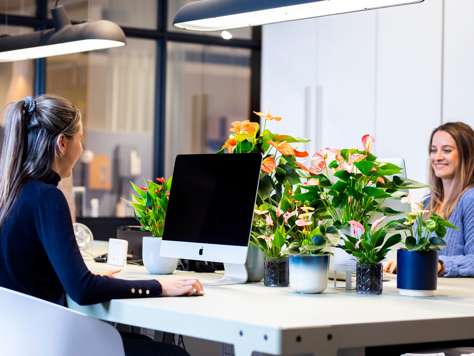 Anthurium: langbloeiend en luchtzuiverend